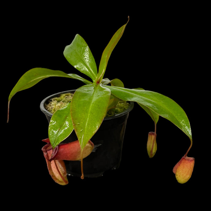 Nepenthes ampullaria X ventricosa