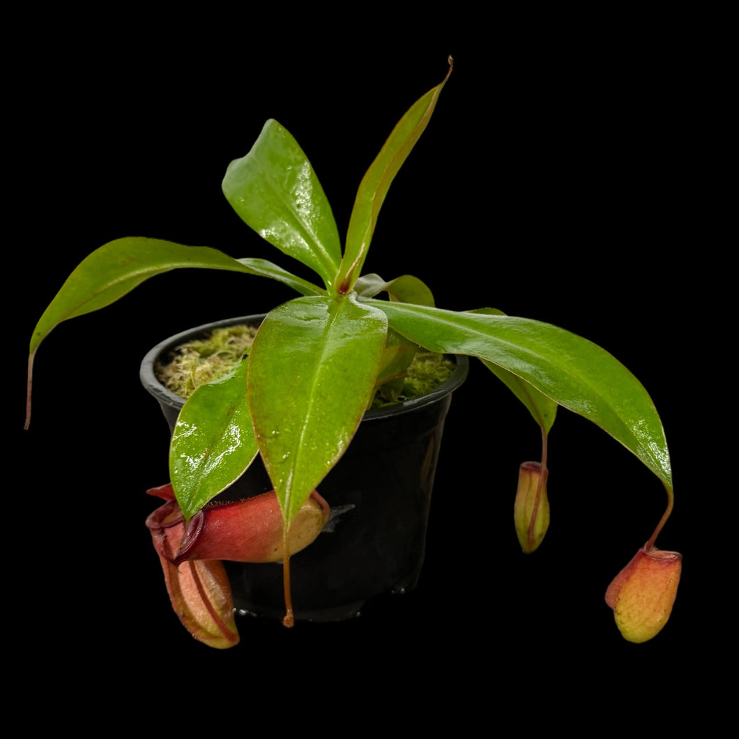 Nepenthes Ampullaria X Ventricosa 