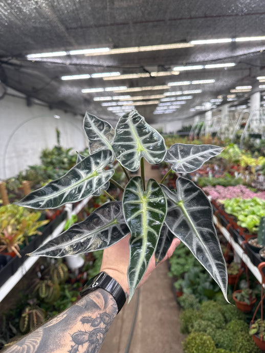 Alocasia 'Bambino'