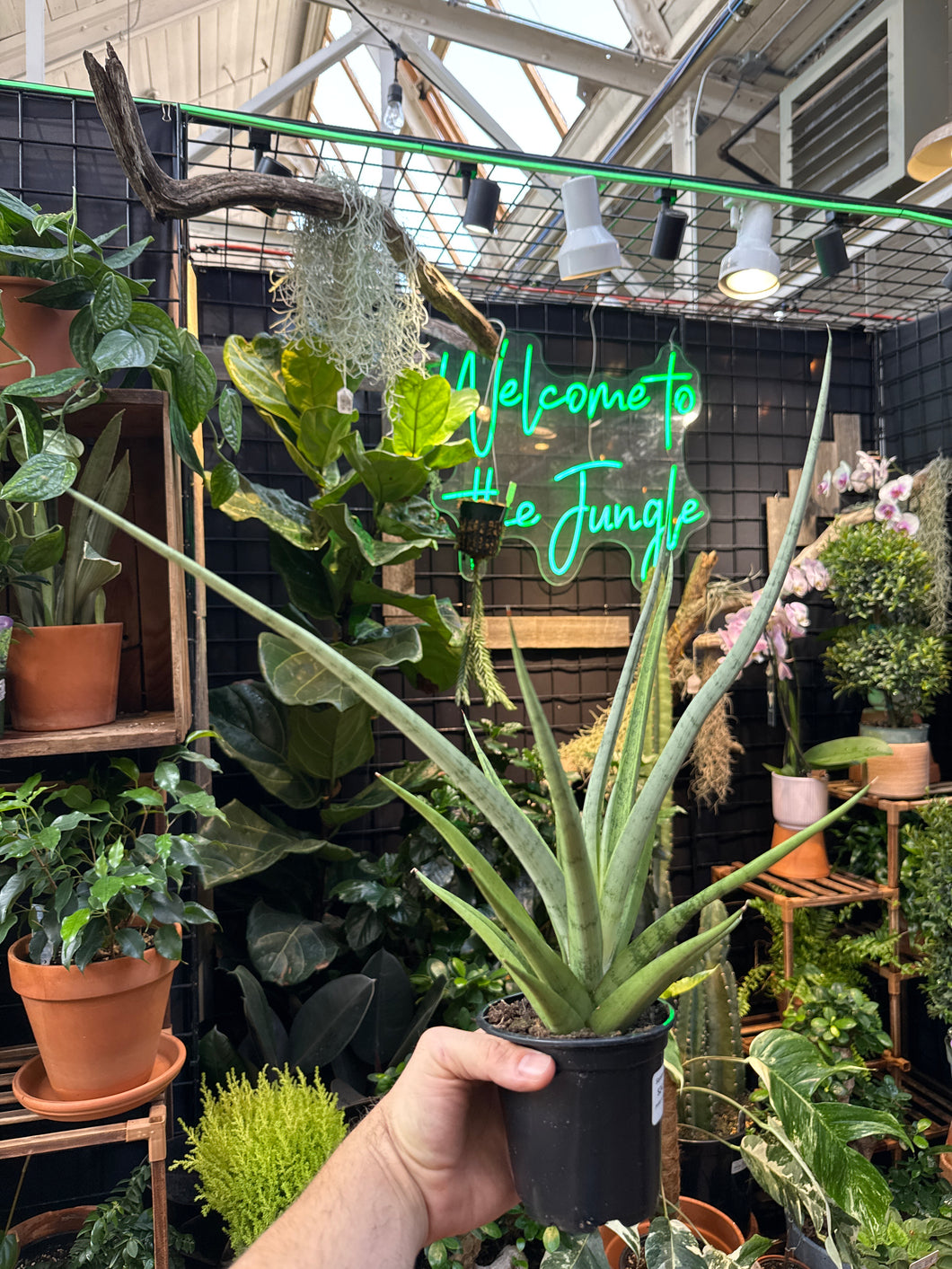 Sansevieria 'Tom Gracillis'