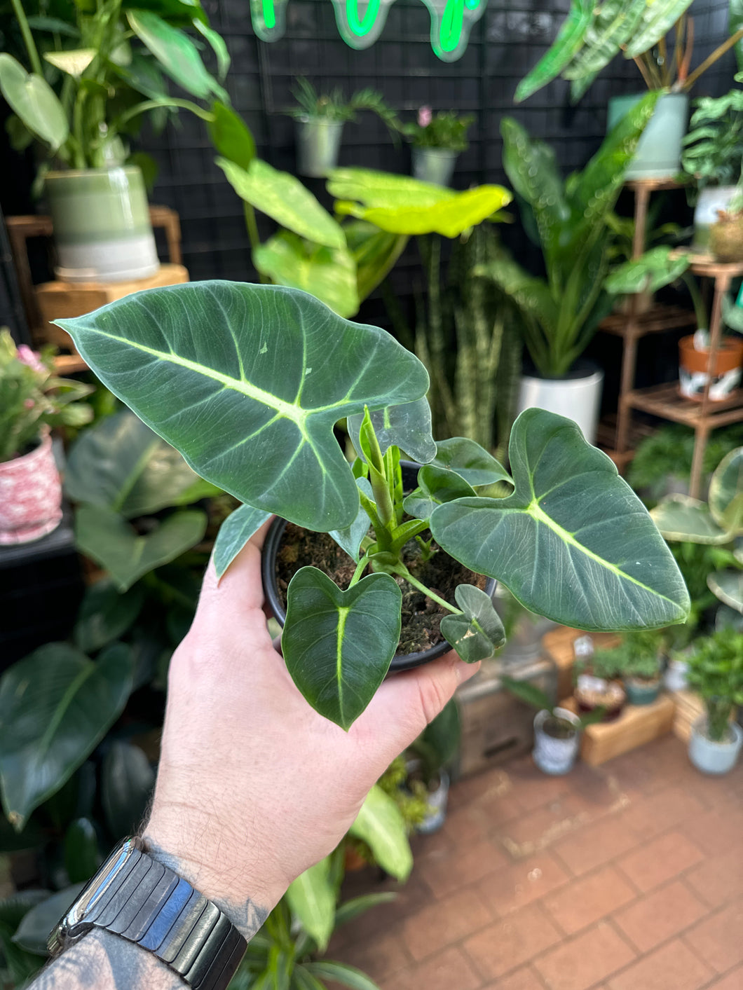 Alocasia Frydek