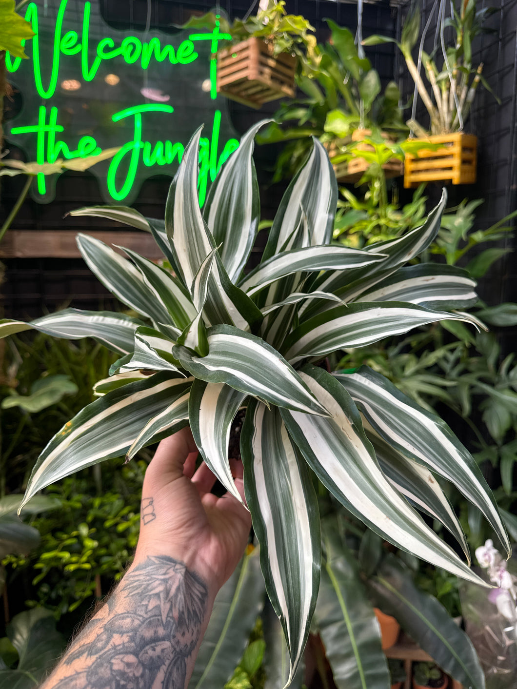 Dracaena 'White Jewel'
