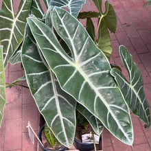 Alocasia longiloba (Dragon Tooth)