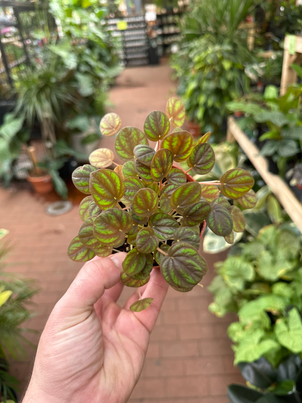 Peperomia Peppermill