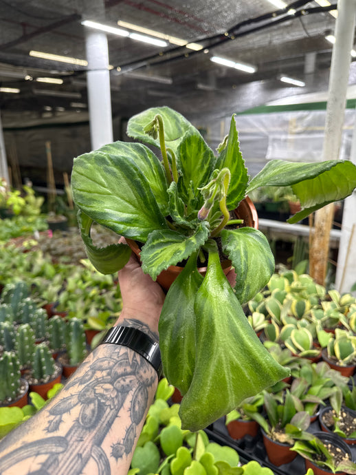 Primulina ‘Vertigo'