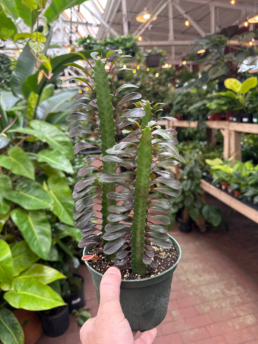 Euphorbia trigona 'Rubra'