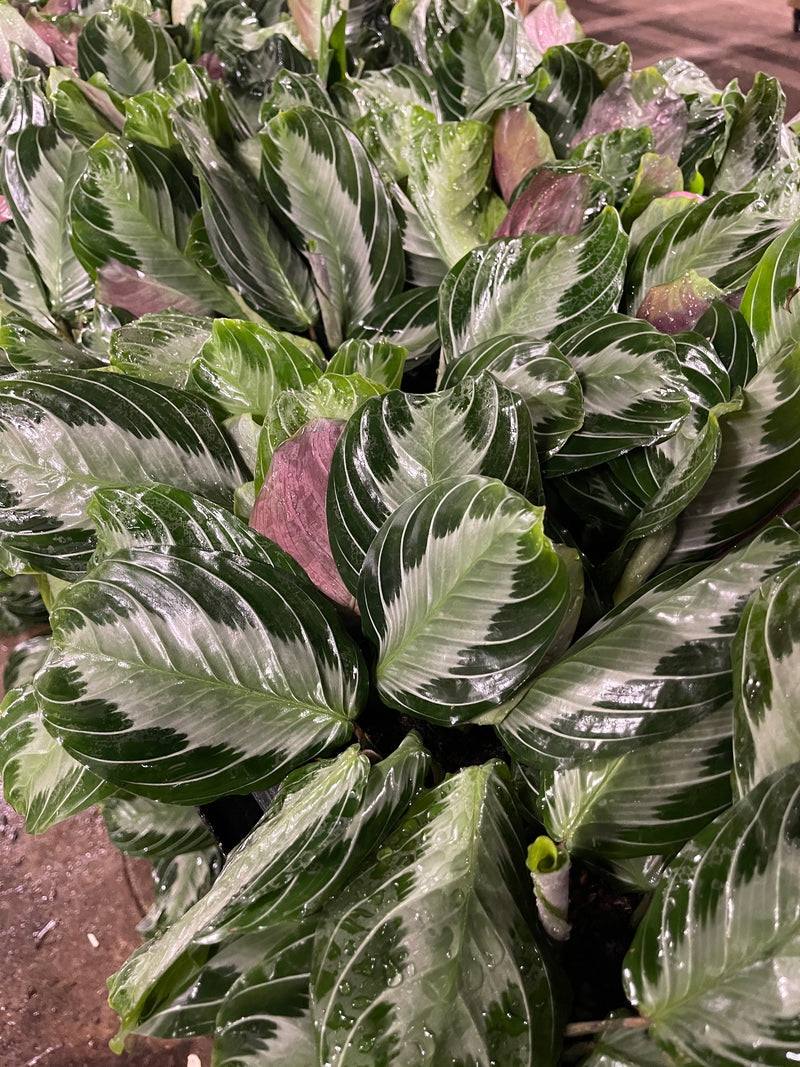 silver prayer plant Maranta leuconeura 'Silver Band' 6"