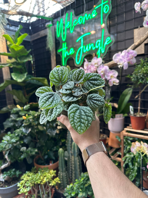Peperomia Burbella