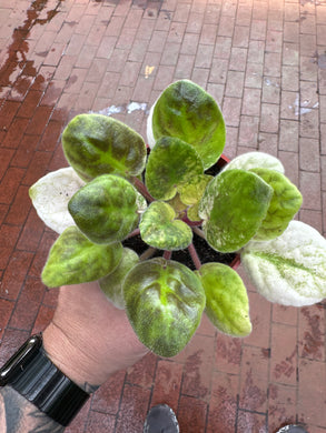 Variegated Sunrise Tide African Violet