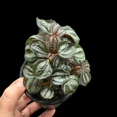 Pilea Spruceana