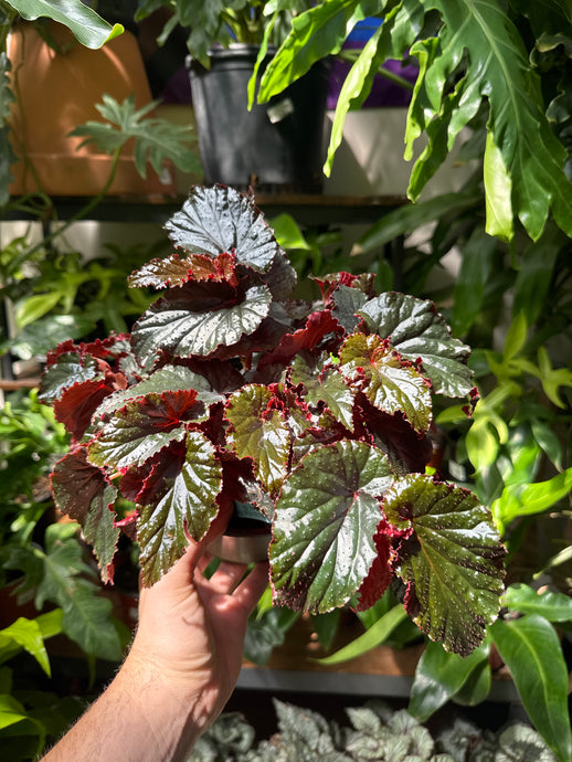Begonia Maculata 'Black Magic'