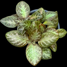 Episcia Silver Screen