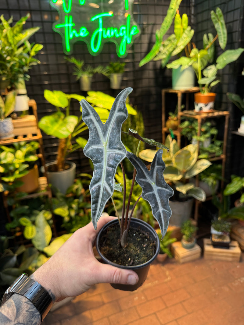 Alocasia sanderiana 'Nobilis' – Jordan's Jungle