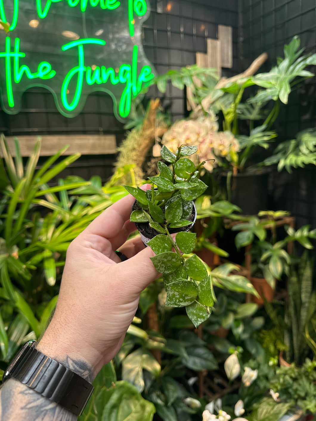 Hoya Krohniana 'Splash'