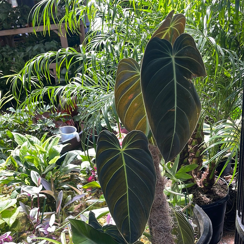 philodendron black widow Philodendron Melanochrysum "Black Gold" – Jordan's Jungle