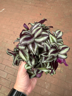 Tradescantia zebrina