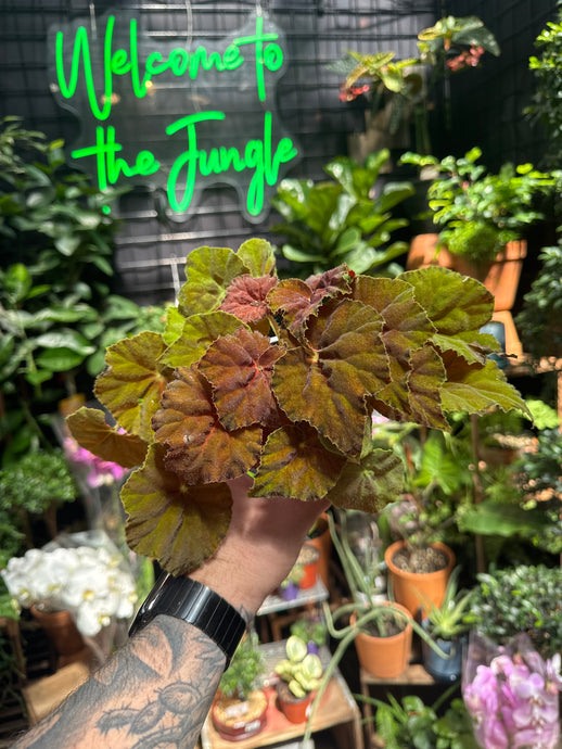 Begonia Rex 'Amber Love’