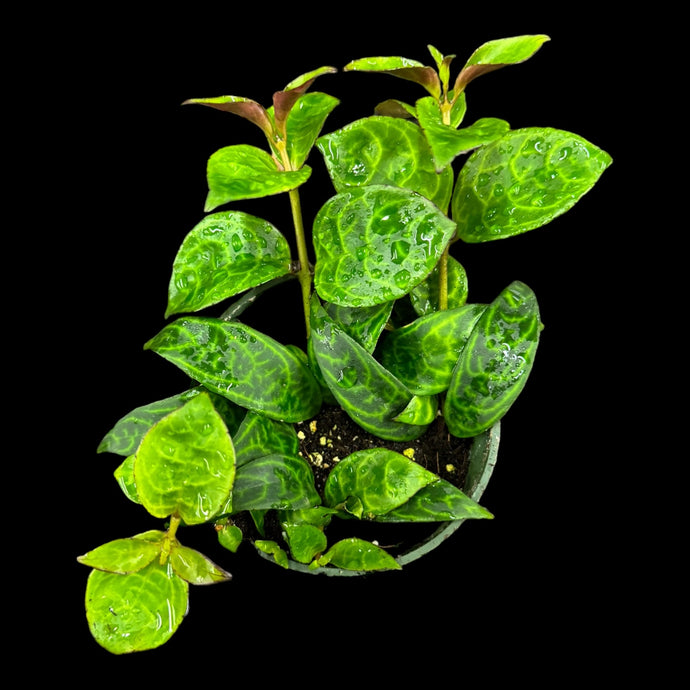 Aeschynanthus longicaulis (Black Pagoda Lipstick)