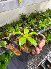 Nepenthes maxima X ramispina (Small)