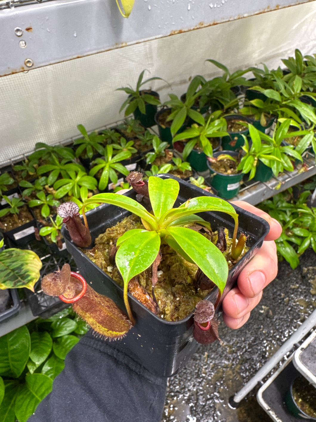 Nepenthes maxima X ramispina (Small) – Jordan's Jungle