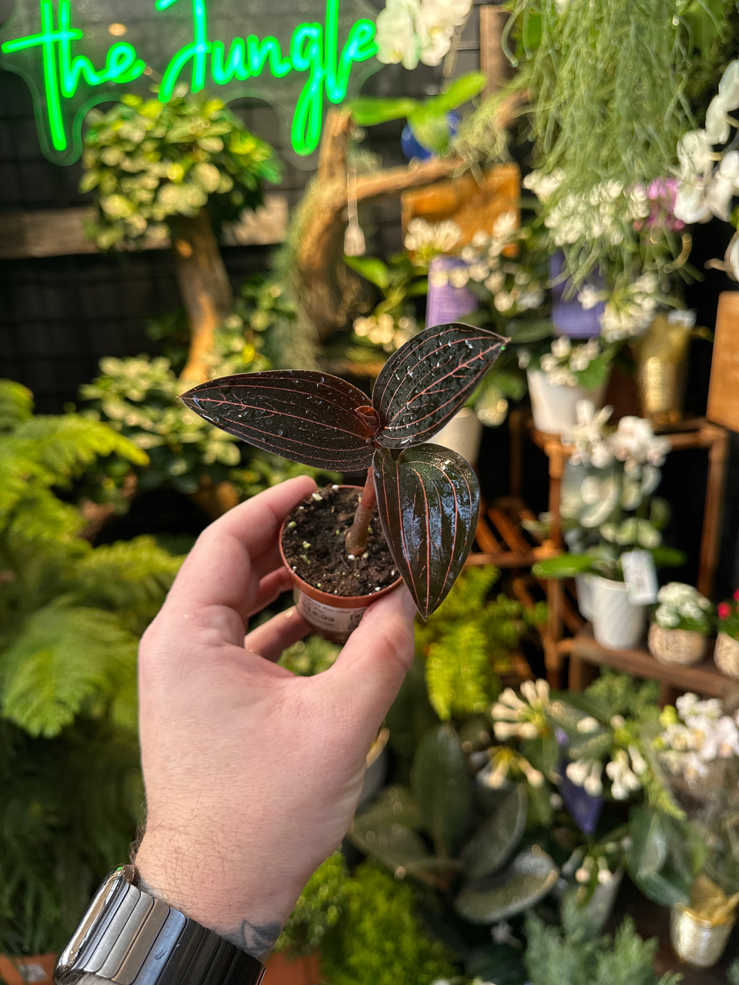 Ludisia discolor 'Jewel Orchid'