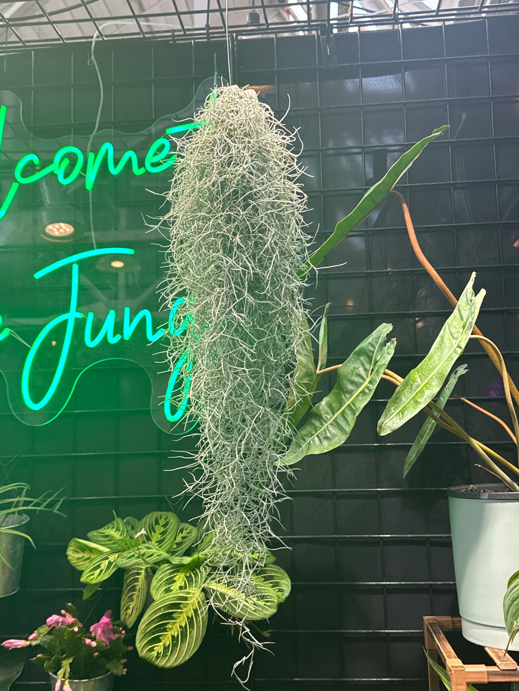 spanish moss for indoor plants Usneoides