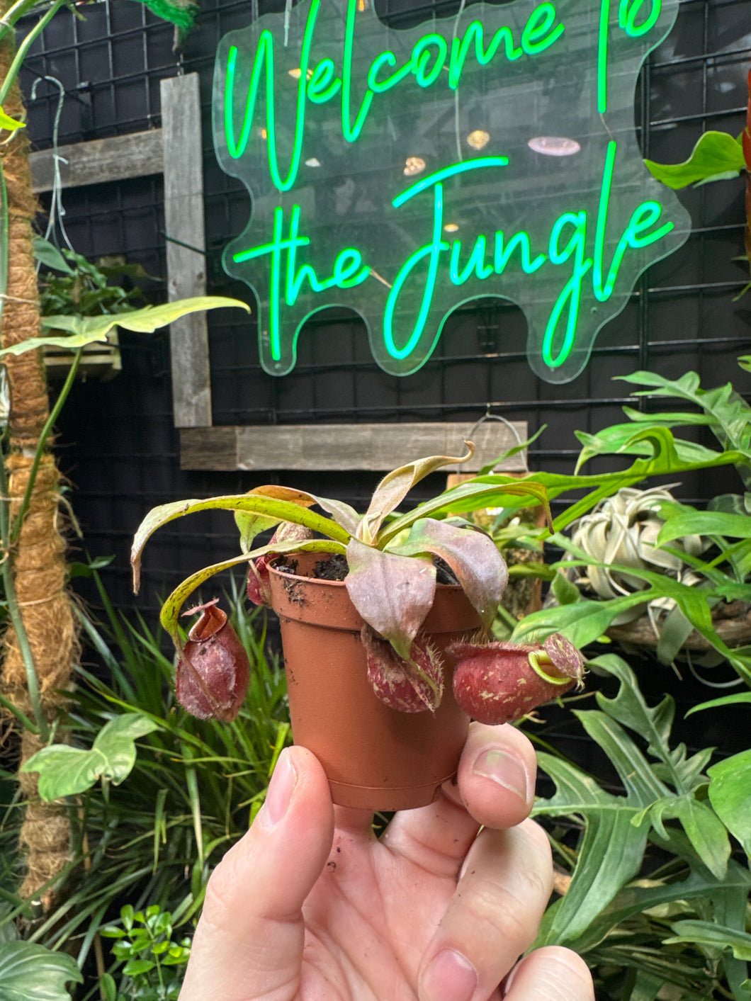Nepenthes mirabilis var. globosa x N. ampullaria 'Black Miracle'