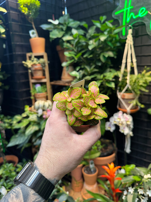 Fittonia ‘Zalm Ruby Lime'