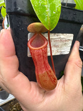 Nepenthes ventricosa X burkei (Small)
