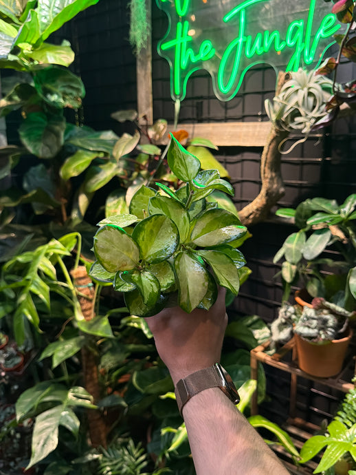 Hoya Australis Lisa