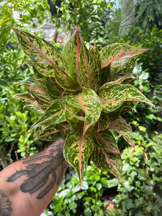 Aglaonema 'Dazzling Gem'