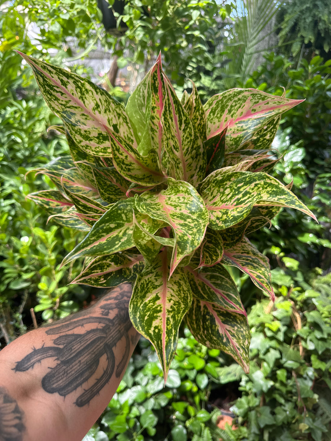 Aglaonema 'Dazzling Gem'