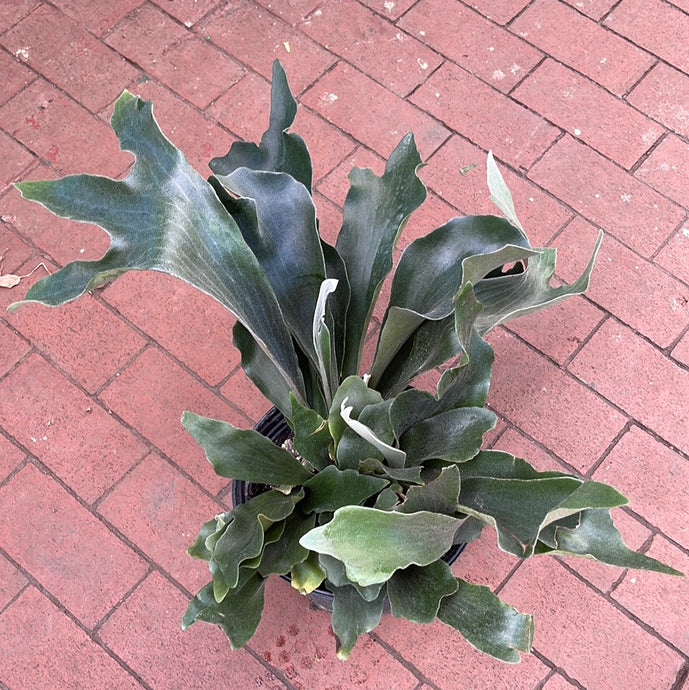 Platycerium grande - Giant Staghorn Fern