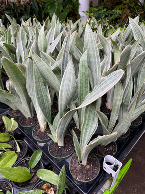 Sansevieria Sayuri