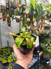 Nepenthes veitchii (Medium)