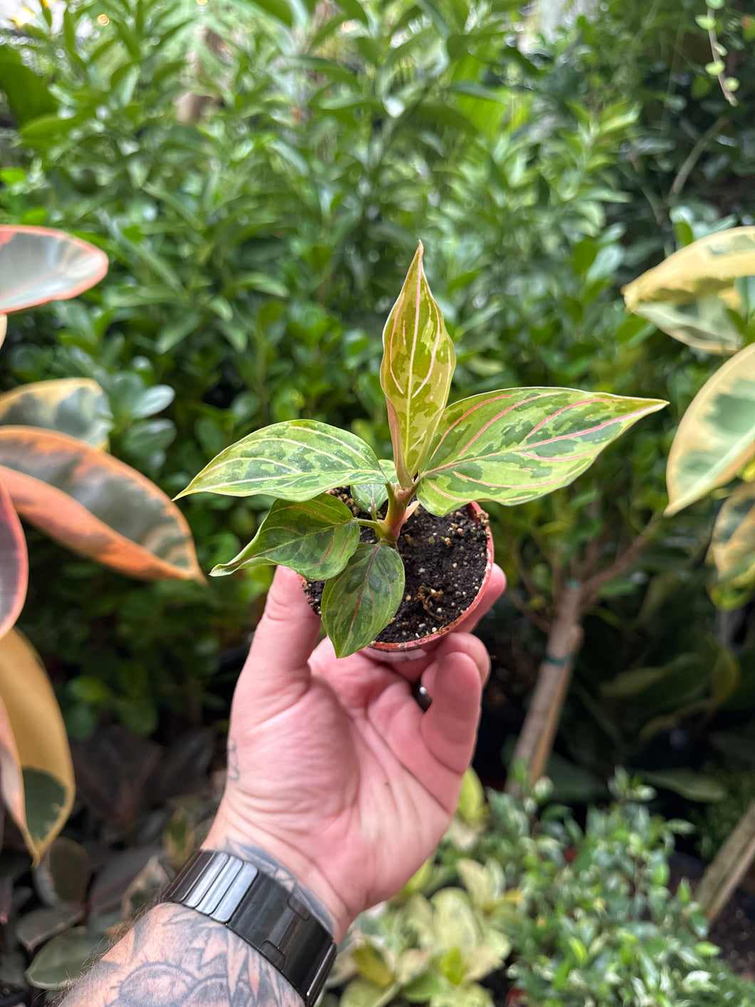 Aglaonema 'Red Army'