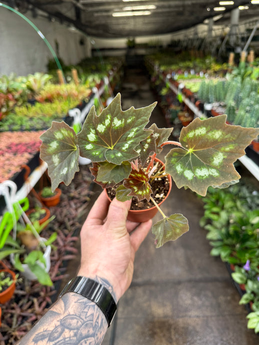 Begonia palmata