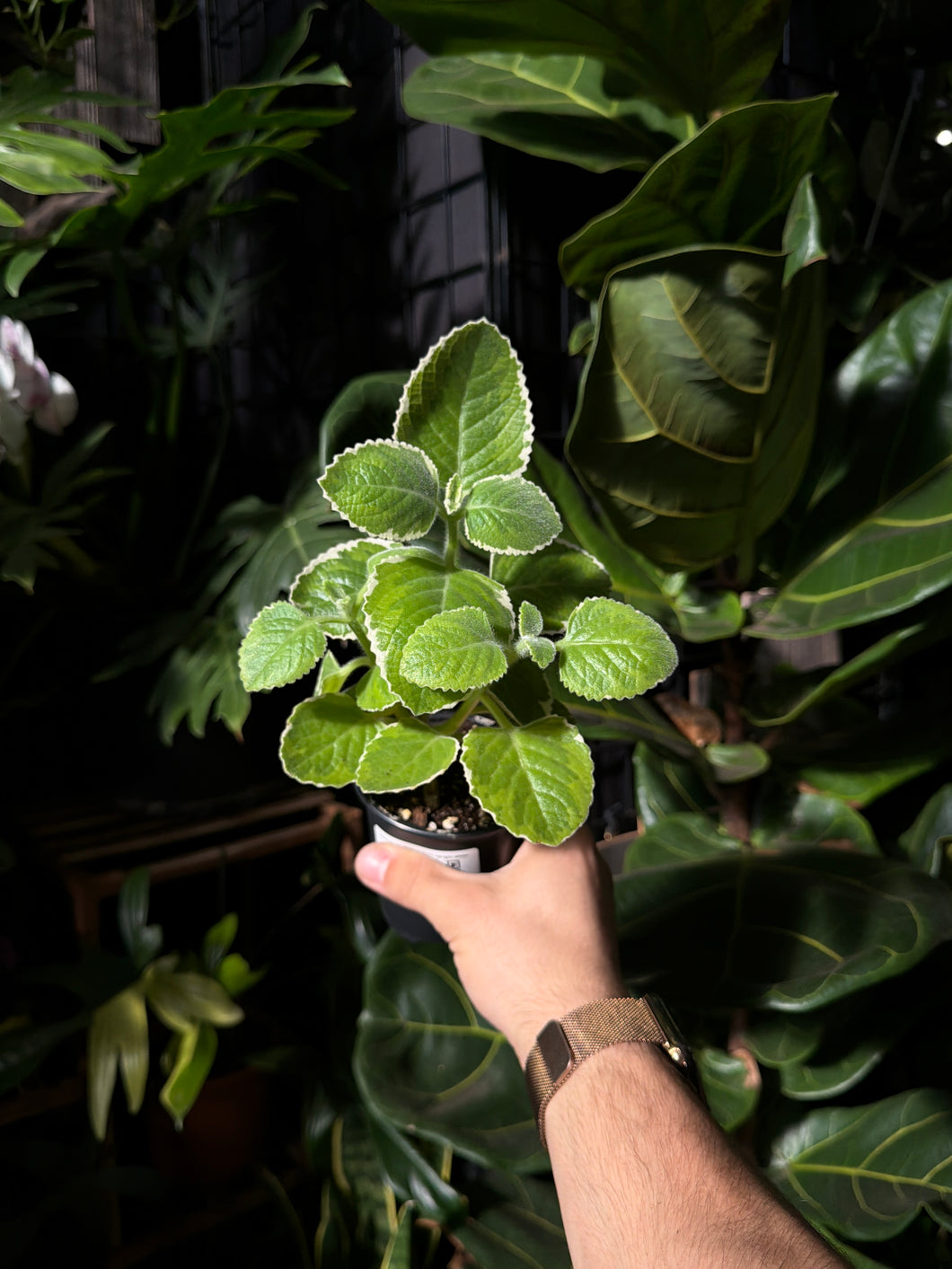 Swedish Ivy (Plectranthus) Upright White