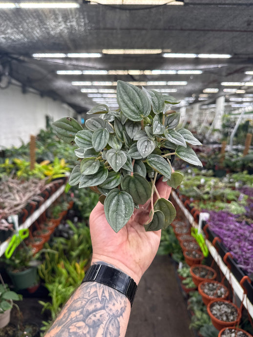 Peperomia 'Napoli Nights'