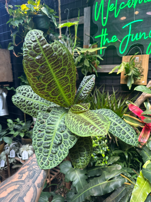 Labisia sp