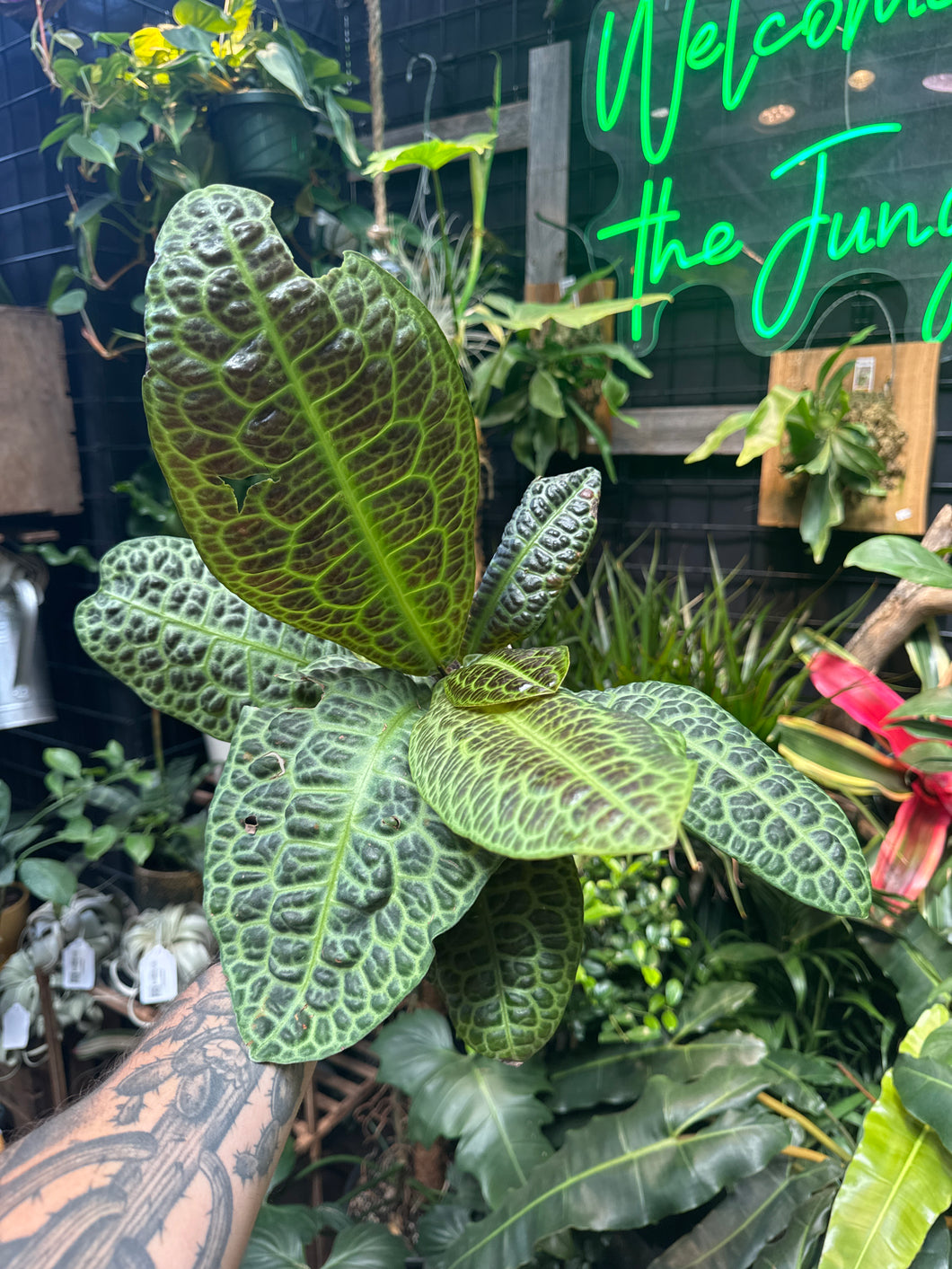 Labisia sp