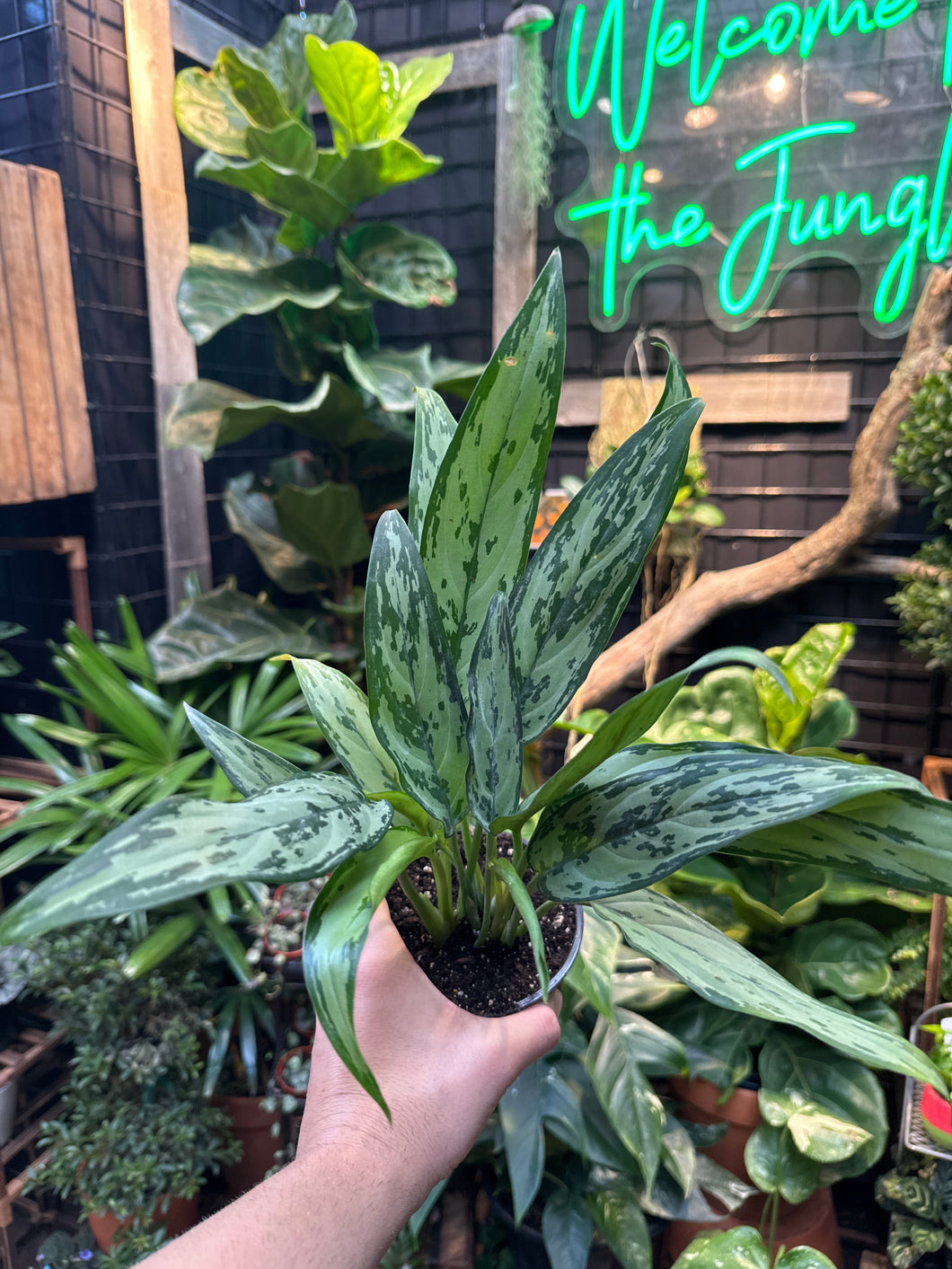 Aglaonema Cutlass