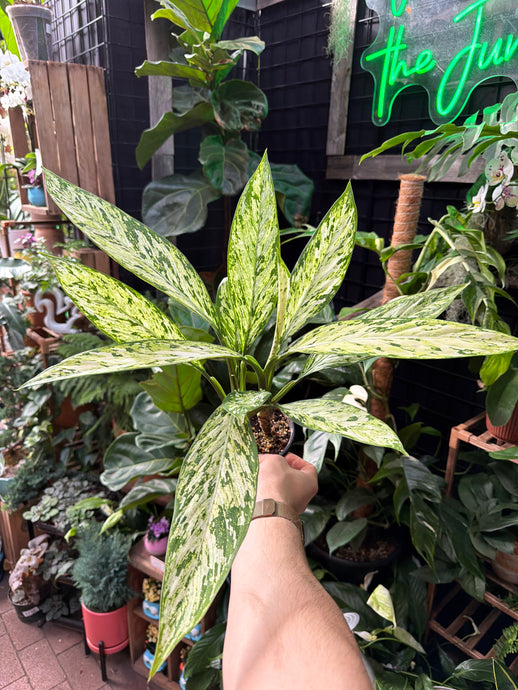 Dieffenbachia Vesuvius