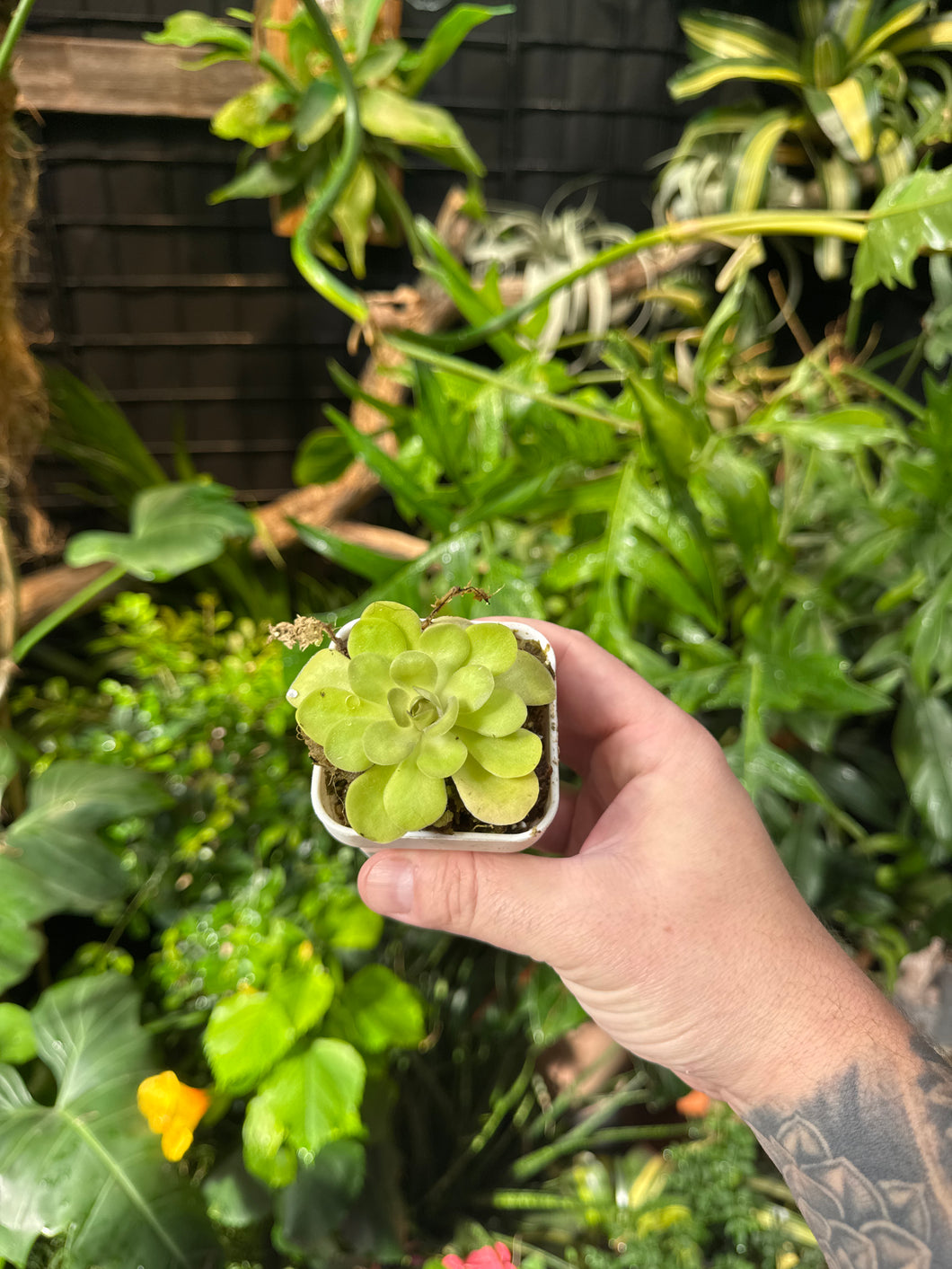 Pinguicula agnata 'True Blue' X hemiepiphytica