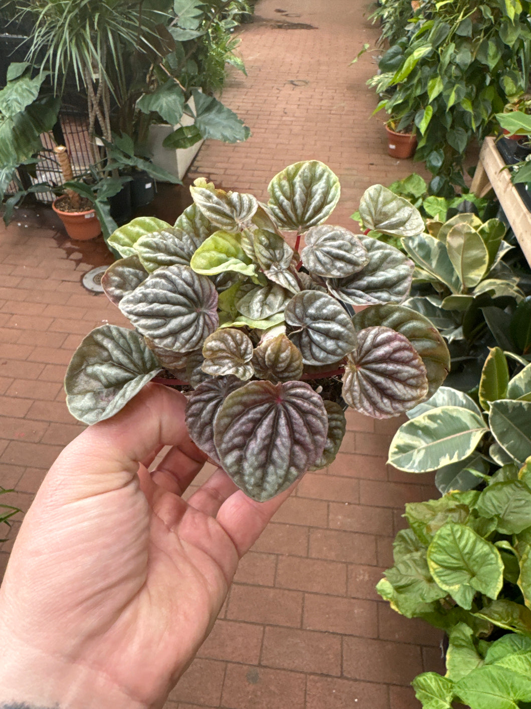 Peperomia Schumi Red