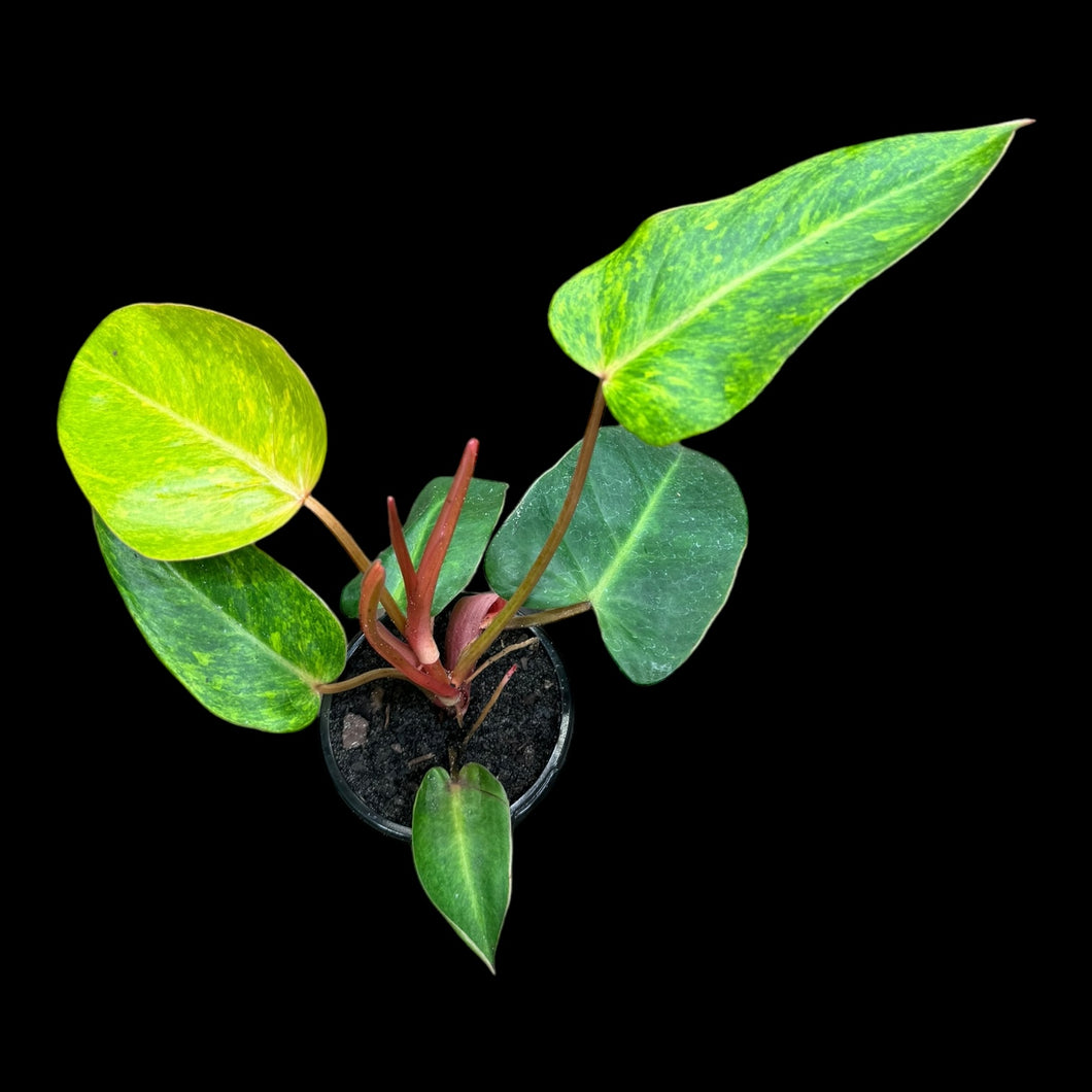 buy philodendron painted lady Philodendron Painted Lady – Jordan's Jungle