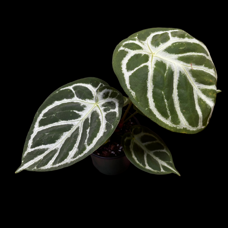Anthurium Dorayaki Silver – Jordan's Jungle