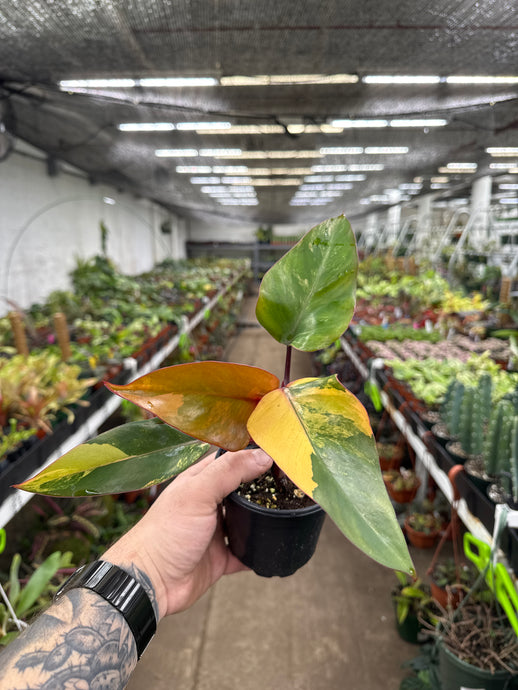 Philodendron Strawberry Shake