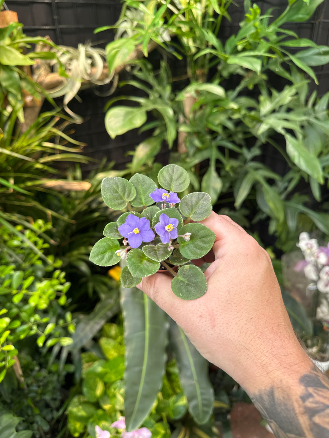 African Violet 'Shirl’s Hawaiian Lei’
