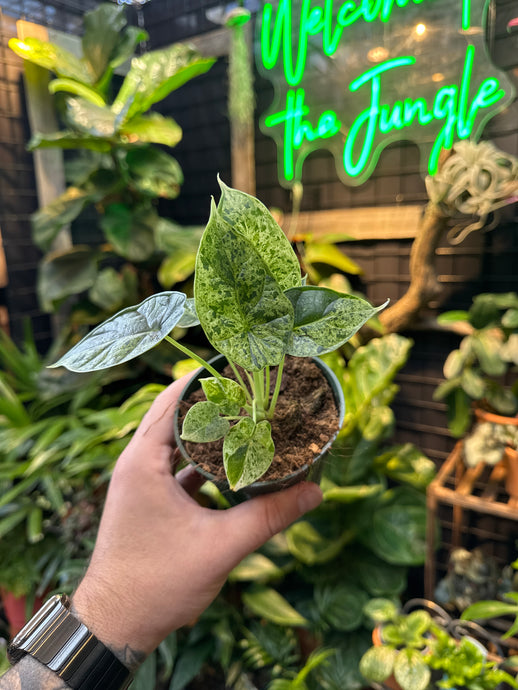 Alocasia Dragon Scale 'Mint' Vareigata